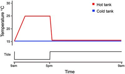 Cycles of heat exposure elevate metabolic enzyme genes and alters digestion in mussels